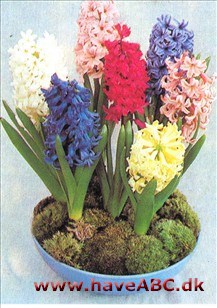 Hyacint - Hyacinthus orientalis 2