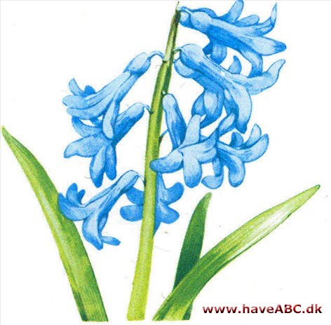 Hyacint - Hyacinthus orientalis Hyacint - Hyacinthus orientalis