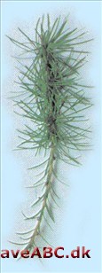 Hybridlærk - Larix x eurolepis Hybridlærk - Larix x eurolepis