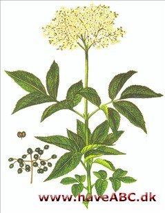 Hyld - Sambucus nigra 2