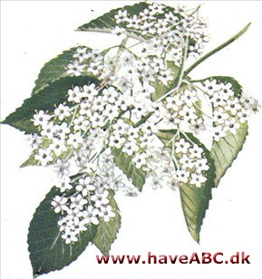 Hyld - Sambucus nigra