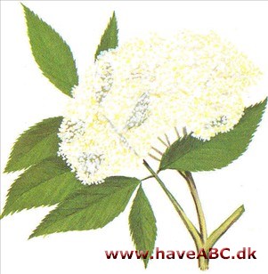 Hyld, canadisk - Sambucus canadensis