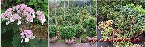 Hyldelund Planteskole Der er et bredt udvalg i stedsegrønne planter som tujas, cypresser, enebær, taks og buksbom. Fra 10 cm til 250 cm., søjleformede, bunddækkende, formklippede eller til hæk.