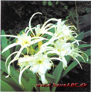 Hymenocallis littoralis (syn. americana)