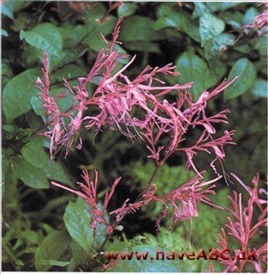 Hypoestes taeniata