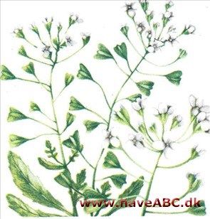 Hyrdetaske - Capsella bursa-pastoris Hyrdetaske - Capsella bursa-pastoris