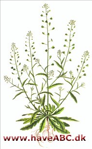 Hyrdetaske - Capsella bursa-pastoris. Hyrdetaske - Capsella bursa-pastoris.