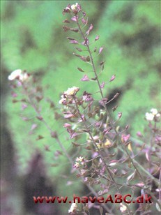 Hyrdetaske - Capsella bursa-pastoris.. Ses næsten hele året; Det er små diskrete, for det meste forårsblomstrende ukrudtsplanter, er almindelige i dyrket jord. De har hvide blomster, der er så små, at de næsten er usynlige