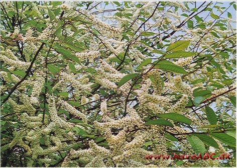 Hæg - Prunus padus † Hæg - Prunus padus †