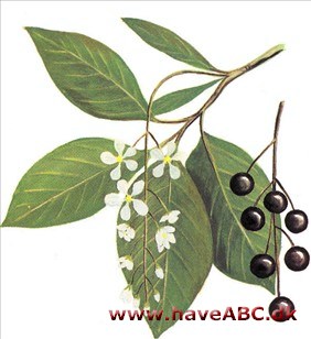 Hæg - Prunus padus Hæg - Prunus padus