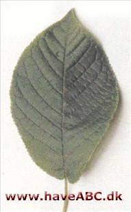 Hæg - Prunus padus.