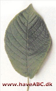 Hæg - Prunus padus. Hæg - Prunus padus.