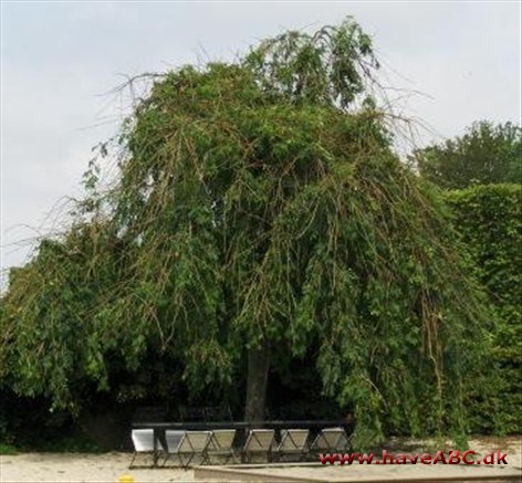 Hængeask - Fraxinus excelsior 'Pendula'