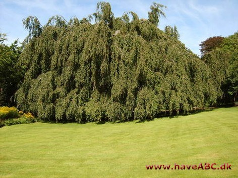 Hængebøg - Fagus sylvatica 'Pendula'