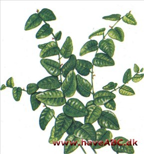 Hængefigen - Ficus pumila 2 Hængefigen - Ficus pumila 2