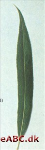 Hængepil - Salix x chrysocoma