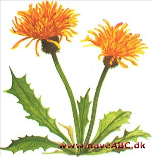 Høgeskæg - Crepis Høgeskæg - Crepis