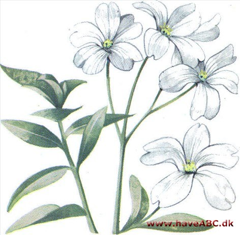 Hønsetarm - Cerastium biebersteinii Hønsetarm - Cerastium biebersteinii