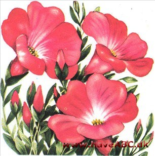 Hør - Linum Hør - Linum