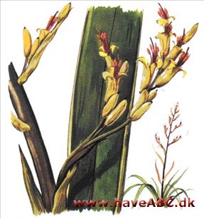 Hør, newzealandsk - Phormium tenax Hør, newzealandsk - Phormium tenax