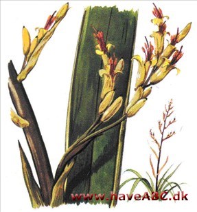 Hør, newzealandsk - Phormium tenax