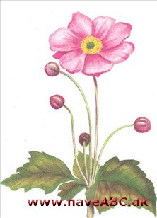 Høstanemone - Anemone japonica