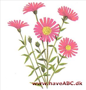 Høstasters - Aster hybridus Høstasters - Aster hybridus