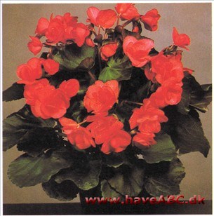 Høstbegonie - Begonia hiemalis - Veitsche Begonie, Baardse Begonie