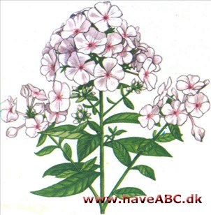 Høstfloks - Phlox paniculata Høstfloks - Phlox paniculata