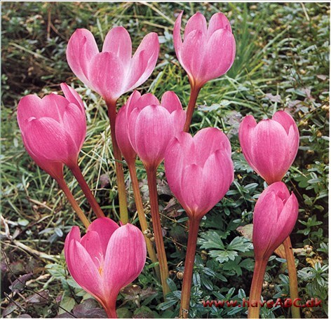 Høsttidløs, Nøgen jomfru – Colchicum † Høsttidløs, Nøgen jomfru – Colchicum †