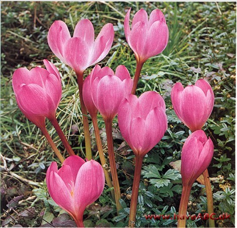 Høsttidløs, Nøgen jomfru – Colchicum †