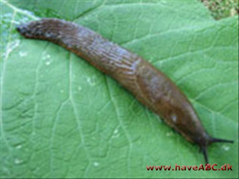 Iberisk Skovsnegl / Dræbersnegl - Arion lusitanicus Iberisk Skovsnegl / Dræbersnegl - Arion lusitanicus