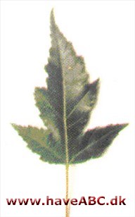 Ildløn - Acer ginnala. Ildløn - Acer ginnala.