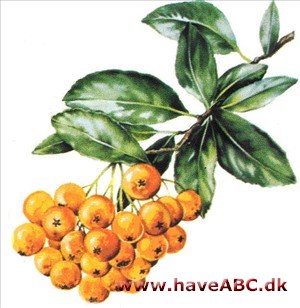 Ildtorn - Pyracantha Ildtorn - Pyracantha
