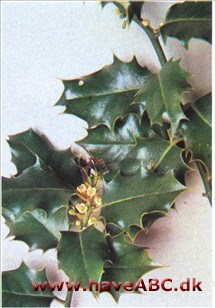 Ilex aquifolium 'Bacciflava'