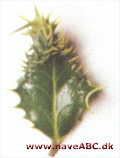 Ilex aquifolium 'Recurva'