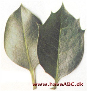 Ilex x altaclarensis 'Hodginsii' Ilex x altaclarensis 'Hodginsii'