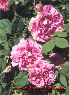 Gallica-roser er mindre, spinkle, men særdeles hårdføre buske med mange og små torne. Blomsterne har som regel kraftige farver og remonterer ikke. Sommerblomstrende. Se mere her...