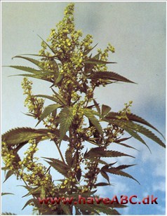 Indisk hamp, hashplante - Cannabis sativa †