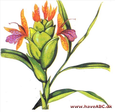 Ingefær - Zingiber officinale Ingefær - Zingiber officinale