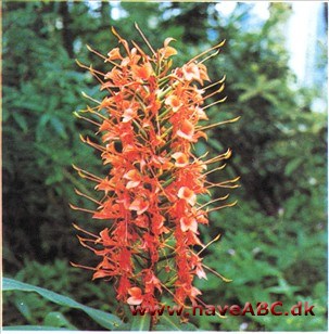 Ingefærlilje - Hedychium coccineum Ingefærlilje - Hedychium coccineum