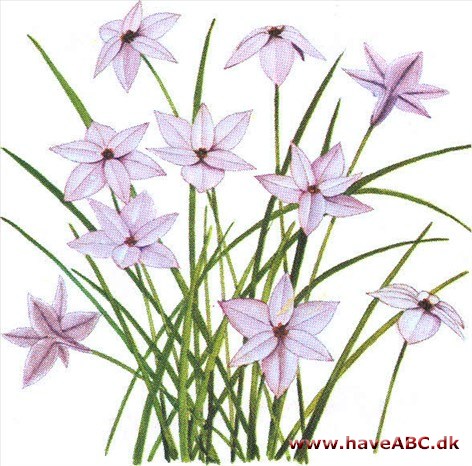 Ipheion - Ipheion uniflorum Ipheion - Ipheion uniflorum