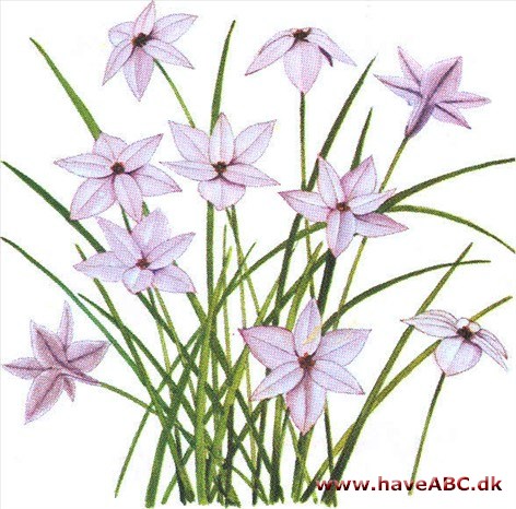 Ipheion - Ipheion uniflorum