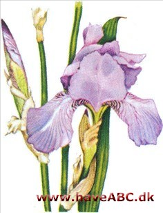 Iris - Iris