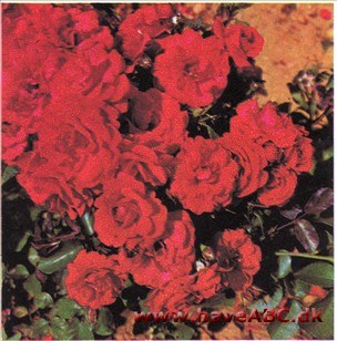 Irish Wonder - Evelyn Fison Irish Wonder - Evelyn Fison