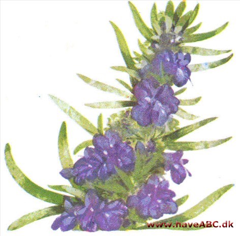 Isop - Hyssopus officinalis Isop - Hyssopus officinalis