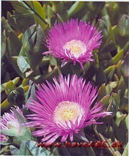 Isplante - Mesembryanthemum crystallinum