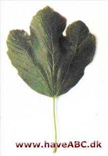 Italiensk løn - Acer opalus