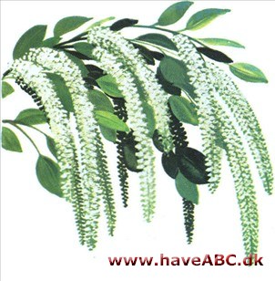 Itea - Itea virginica