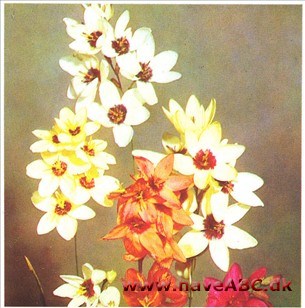 Ixia hybrider (krydsning af maculata og paniculata)